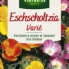 New VILMORIN Eschscholtzia Varié - graines à semer