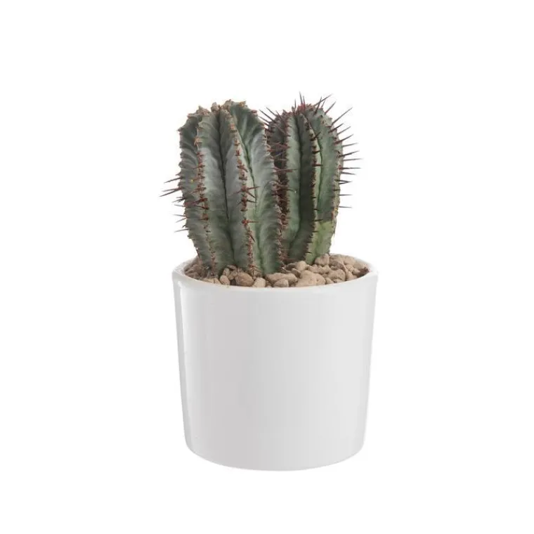Discount BOTANIC® Euphorbia en pot blanc émaillé H 10 x Ø 10 cm