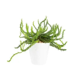 Discount BOTANIC® Euphorbia en pot blanc émaillé H 10 x Ø 10 cm