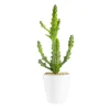 Clearance BOTANIC® Euphorbia mayuranathanii en pot blanc émaillé H 20 x Ø 20 cm