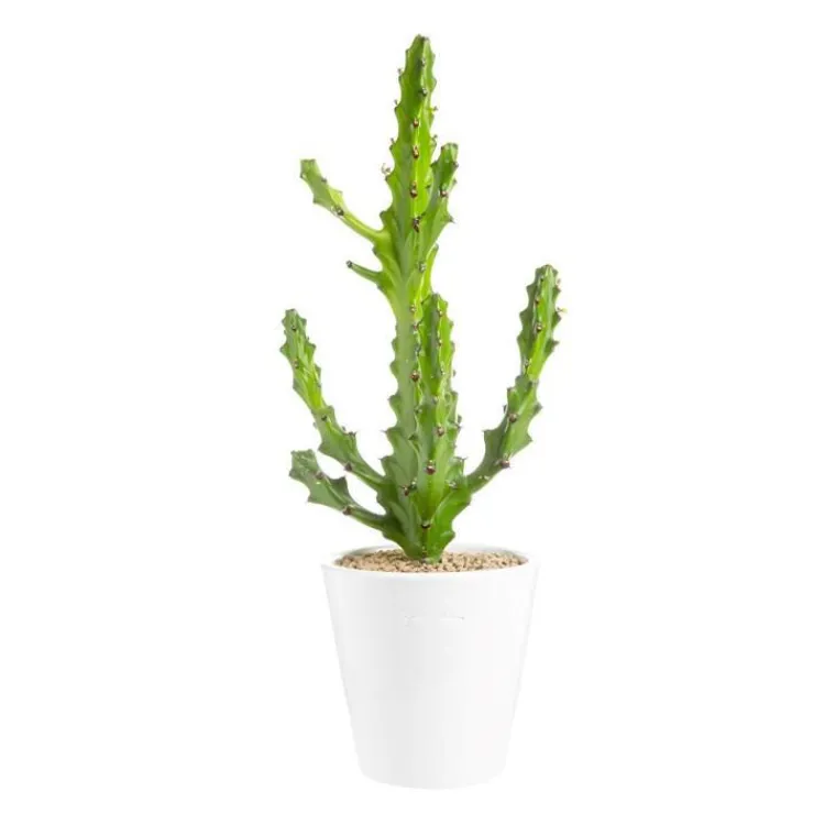Clearance BOTANIC® Euphorbia mayuranathanii en pot blanc émaillé H 20 x Ø 20 cm