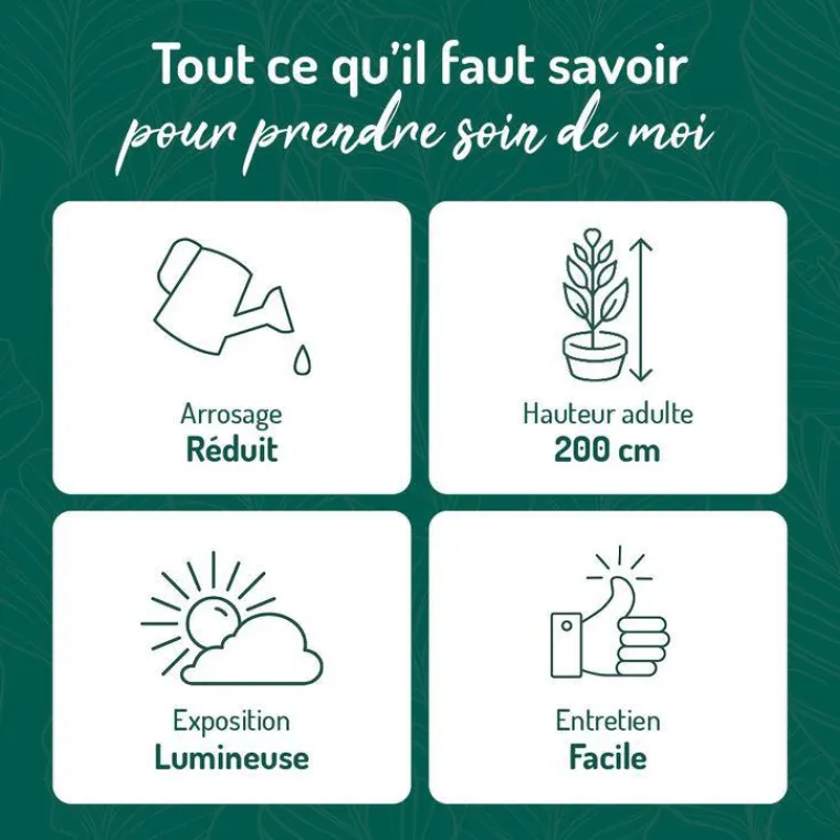 Clearance BOTANIC® Euphorbia mayuranathanii en pot blanc émaillé H 20 x Ø 20 cm