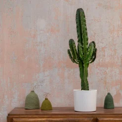 Best BOTANIC® Euphorbia Érythrea en pot blanc émaillé H 30 x Ø 20 cm