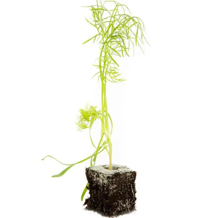 Hot BOTANIC® Fenouil Solaris Bio. La motte de 4x4 cm
