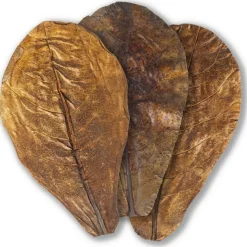 Best BLUE CORAL Feuilles de badamier taille S, ARKA myScape-Catappa - 10 pièces de 12,5/16 cm