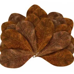 Discount BLUE CORAL Feuilles de badamier taille M enrichissantes, STOFFELS - pack de 20