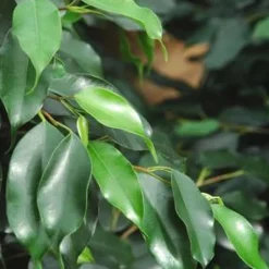 Sale Ficus 120 cm en pot Ø 21 cm