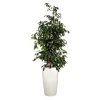 Sale Ficus benjamina et son pot Rondo premium Ø 32 blanc