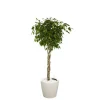 Outlet Ficus benjamina tronc tressé et son pot Classico premium Ø 35 blanc