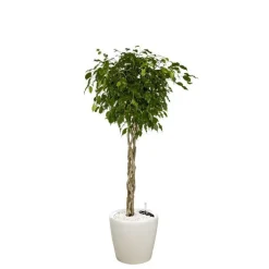 Outlet Ficus benjamina tronc tressé et son pot Classico premium Ø 35 blanc