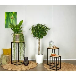 Outlet Ficus benjamina tronc tressé et son pot Classico premium Ø 35 blanc