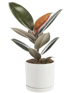 Hot BOTANIC® Ficus elastica Abidjan vert en pot blanc émaillé . Le pot Ø 18 cm