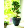 Sale BOTANIC® Ficus Ginseng et son cache-pot céramique