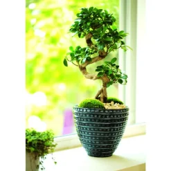 Sale BOTANIC® Ficus Ginseng et son cache-pot céramique