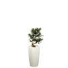 Online Ficus ginseng S-Type et son pot Rondo premium Ø 32 blanc