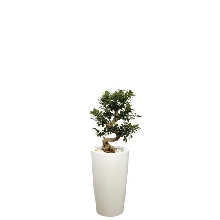Online Ficus ginseng S-Type et son pot Rondo premium Ø 32 blanc