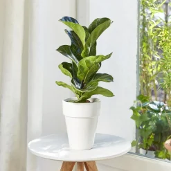 BOTANIC® Ficus lyrata bambino. Le pot de 15 cm