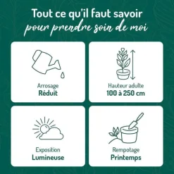 BOTANIC® Ficus lyrata bambino. Le pot de 15 cm