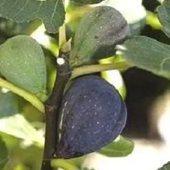 Outlet AUTRES PRODUCTEURS Figuier noir de Caromb coloris violet - 35 L