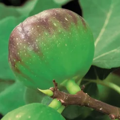 Hot BOTANIC® Figuier Precoce De Dalmatie. Le pot de 15 litres