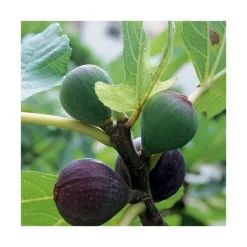 Outlet BOTANIC® Figuier Sultane Bio. Le pot de 15 litres, forme touffe