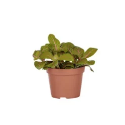Sale Fittonia en pot Ø 5/6 cm