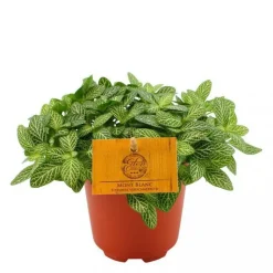 Online Fittonia Mont Blanc – Pot de Ø15 cm