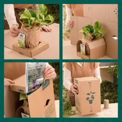 Online BOTANIC® Framboisier Autumn Bliss Bio. Le pot de 5 litres