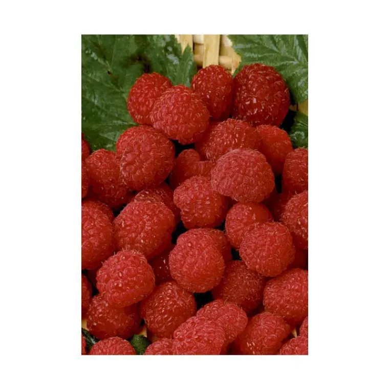 Outlet BOTANIC® Framboisier Belle De Malicorne®. Le pot de 5 litres