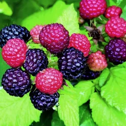 Outlet BOTANIC® Framboisier Black Jewel Bio. Le pot de 2 litres