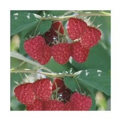 Clearance BOTANIC® Framboisier Glen Ample Bio. Le pot de 2 litres