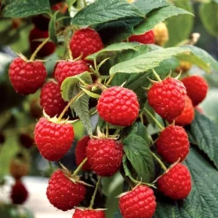 Outlet BOTANIC® Framboisier Heritage Bio. Le pot de 1 litre