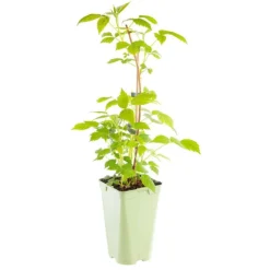 Best BOTANIC® Framboisier Marastar Bio. Le pot de 1 litre