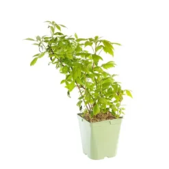 Online BOTANIC® Framboisier Willamette Bio. Le pot de 5 litres