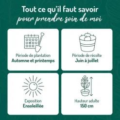 Online BOTANIC® Framboisier Willamette Bio. Le pot de 5 litres