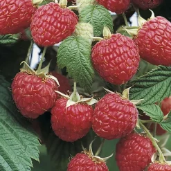 Hot BOTANIC® Framboisier Willamette Bio. Le pot de 2 litres