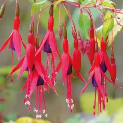 Hot BOTANIC® Fuchsia vivace - Le pot de 9 x 9 cm