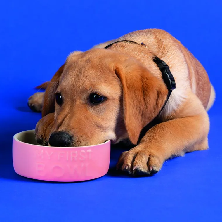 Discount SCRUFFS Gamelle pour chiot, chaton, lapin et cochon d'Inde coloris rose en grès ma première gamelle – 13 x 13 x 5 cm