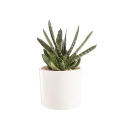Clearance BOTANIC® Gasteria panachage par 18 pot émaillé Ø20x30 cm
