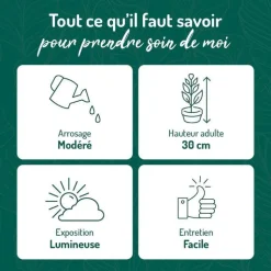 Clearance BOTANIC® Gasteria panachage par 18 pot émaillé Ø20x30 cm