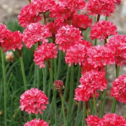 Sale BOTANIC® Gazon D'Espagne rouge - Le pot de 9 x 9 cm