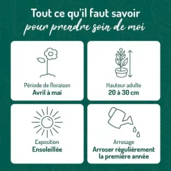 Sale BOTANIC® Gazon D'Espagne rouge - Le pot de 9 x 9 cm