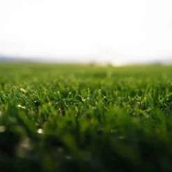 Discount LES GAZONS DE LA HARDT Gazon naturel résistant à la sécheresse en rouleaux - prix au m² pour une surface achetée totale de 151 à 300 m²