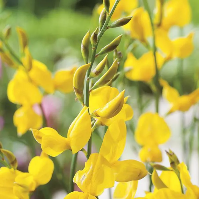 BOTANIC® Genêt d’Espagne jaune. Le pot de 3 litres
