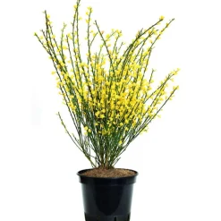 BOTANIC® Genêt d’Espagne jaune. Le pot de 3 litres