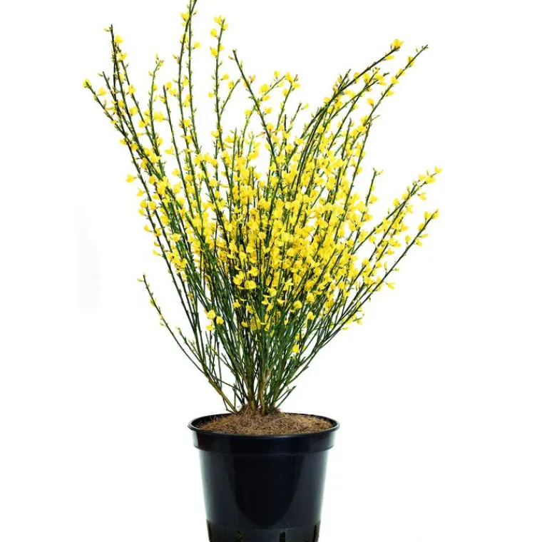 BOTANIC® Genêt d’Espagne jaune. Le pot de 3 litres