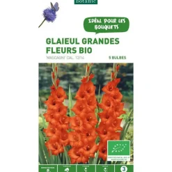 Hot BOTANIC® Glaïeul à grandes fleurs Mascagni bio rouge - 5 bulbes