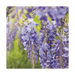 Sale BOTANIC® Glycine SINENSIS BLEU. Le pot de 6 litres