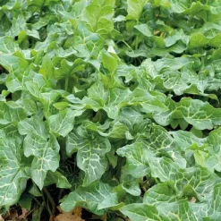 Sale BOTANIC® Gouet d’Italie godet 9x9 cm