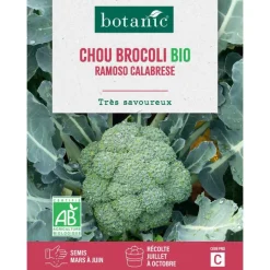 Hot BOTANIC® Graines de brocolis vert calabrais ramoso bio - graines à semer